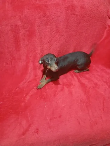 Pinscher fêmea n 1 com 1 ano não é castrada chocolate de olho verde