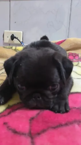 Vendo fêmea de pug