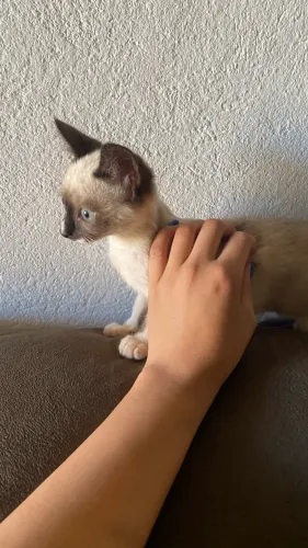     Adoção responsável de filhotes de gato