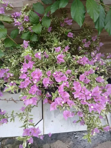 Vendo planta Boganvili R$160,00