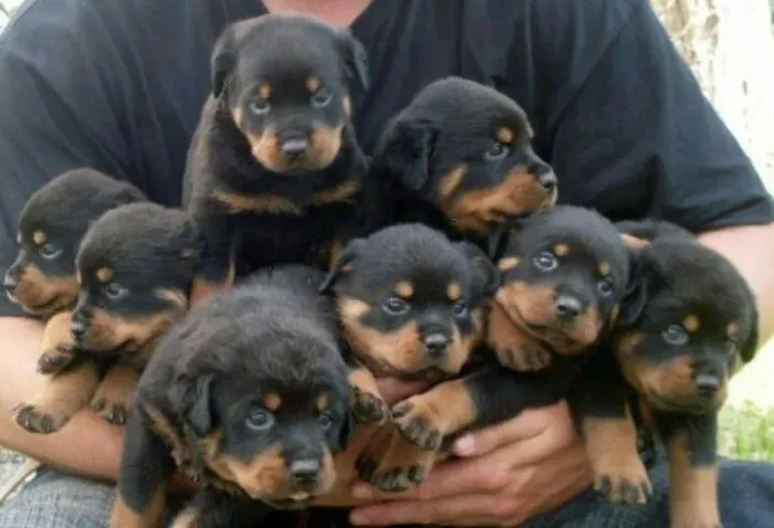 Filhotes de Rottweiler fortes com energia equilibrada
