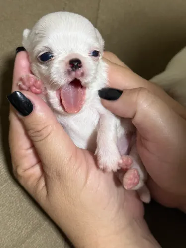 Chihuahua macho.