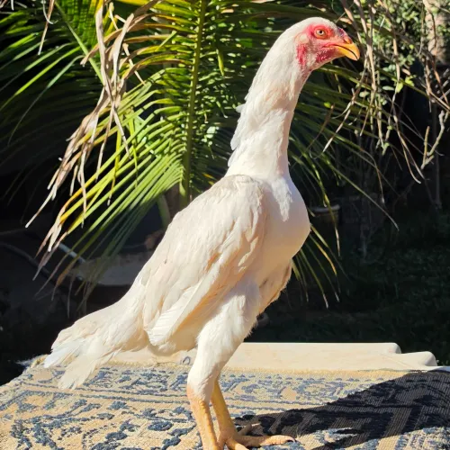 Galinha Shamo Branca