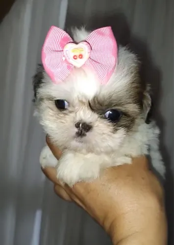Shih Tzu como escolha para quem prefere cães menores