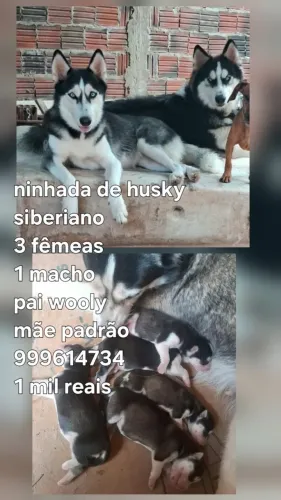 Husky siberiano 