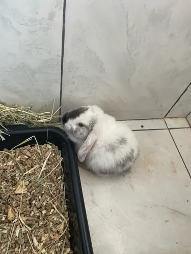 Coelho mini