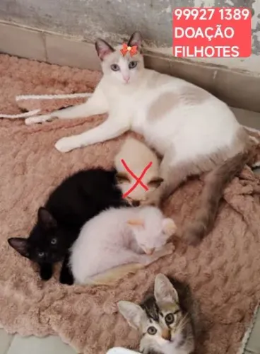 FILHOTES PRA DOAÇÃO 