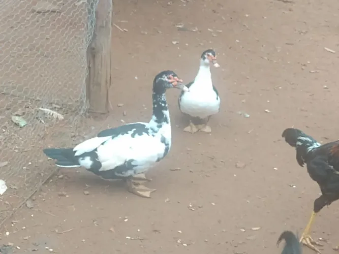PATOS MACHOS À VENDA