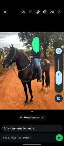 Vendo sêmen de cavalo manga larga registrado no definitivo