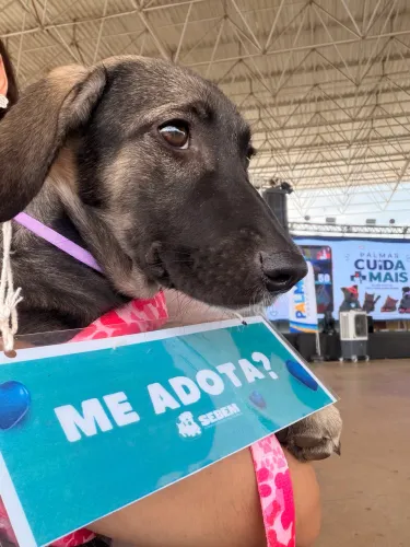 Adote a melissa