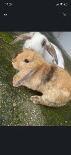 Coelho mini lop