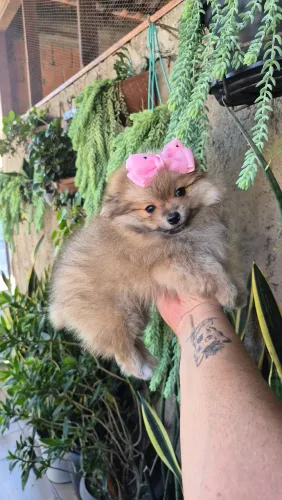 Cachorro 