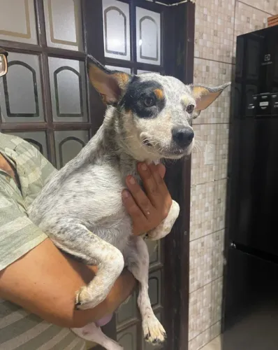 Adoção mestiça  Blue Heeler, um ano, castrada, vacinada, leia o texto