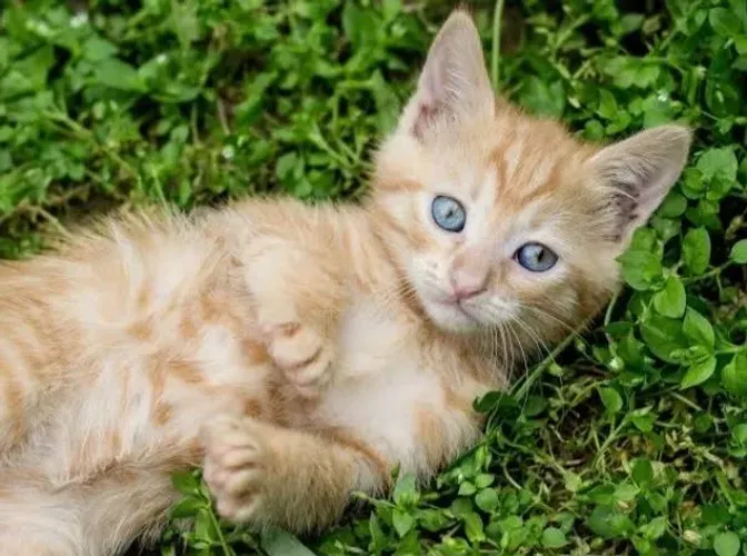 Gatinho laranja macho