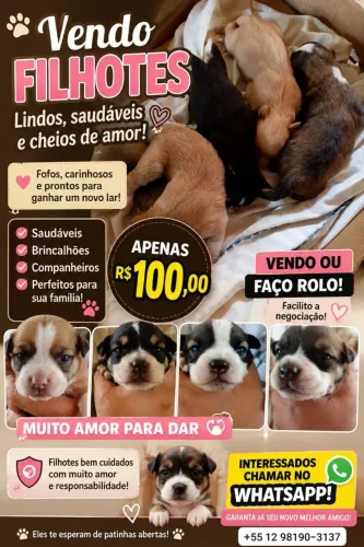 Vendo filhotinhos d cachorro