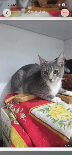 Doação de gato