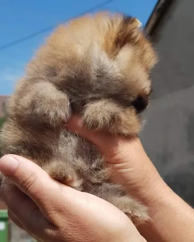 ?Venda de filhotes de Spitz Alemão macho - confira?