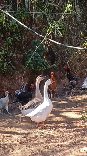 Ganso Africano e Chinês Branco