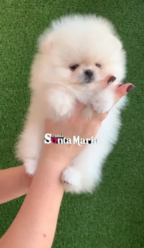 filhotes importados lulu da pomerania micro anao spitz alemao ursinho macho femea