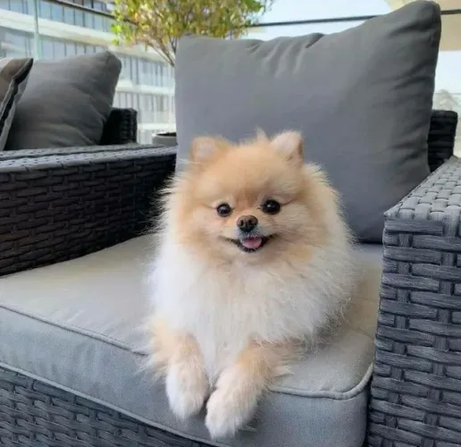 Spitz Alemão Carinho que se oferece sem cobrança