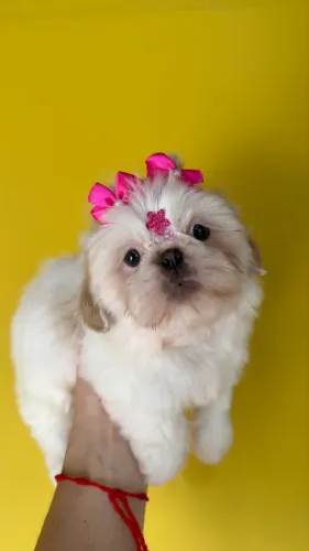 Shih Tzu Fêmea Branca e Areia