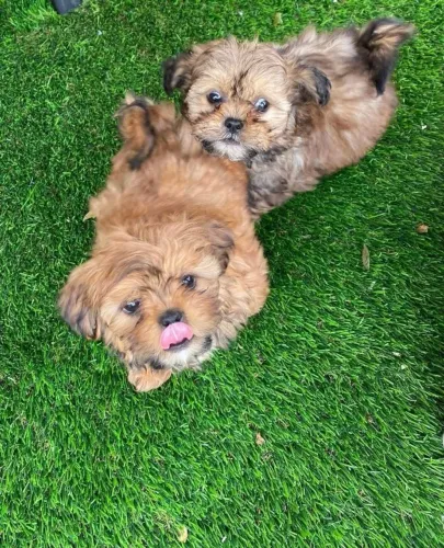 Filhotes de Shih Tzu | Filhotes cheios de alegria te esperando!