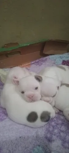 Lindos bebês Buldogue francês Exóticos!