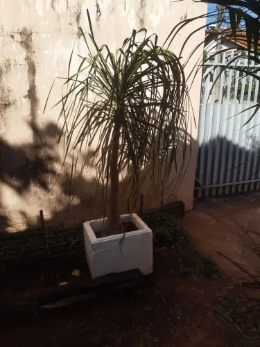 Pata de elefante de 1.80m RS 250.00 entrego