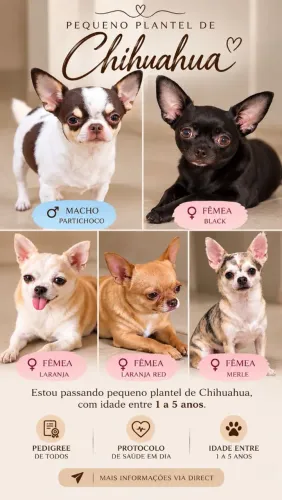 Chihuahuas Adultos