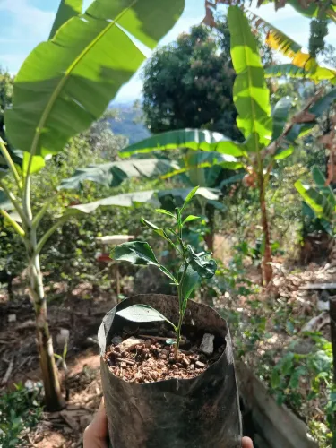 Mudas de laranja