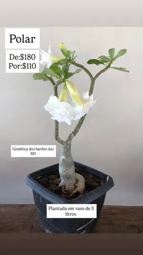 Rosa do Deserto Polar