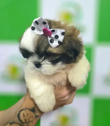 Shih-Tzu 