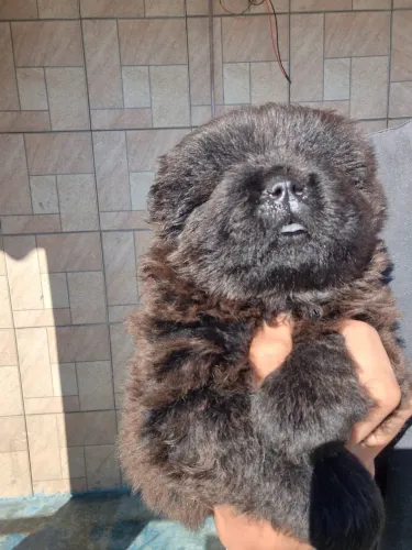Chowchow filhotes
