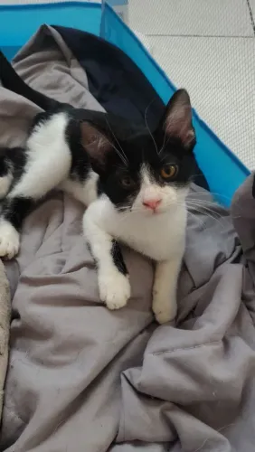 Gata castrada para doação 