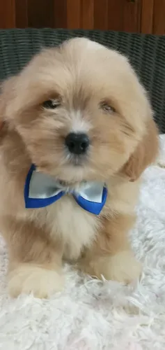 Lhasa apso bebes disponíveis entrega mediata 