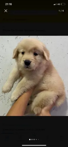 Golden retriever 
