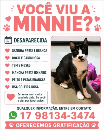 Gatinha desaparecida *POR FAVOR, AJUDEM A ENCONTRAR ESSA GATINHA