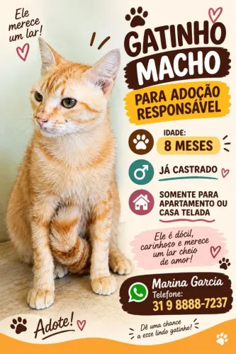 Gato para adoção 