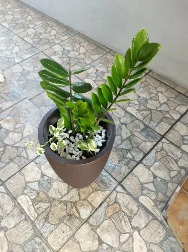Planta para orientar seu ambiente!