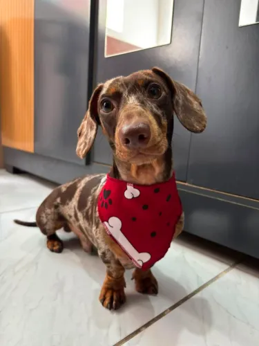 Lindo Dachshund (Salsicha) Macho para Cobertura / Cruza