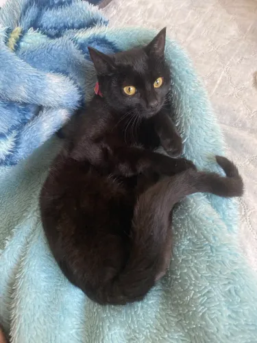 Doação de 3 gatos
