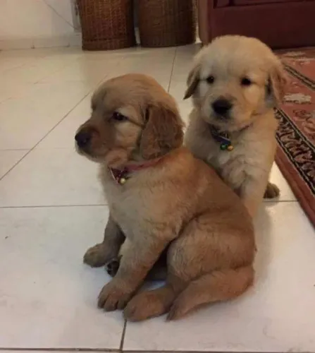 Golden retriever muito amoroso e inteligente