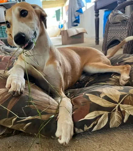 Galgo greyhound