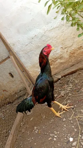 Galo e galinhas de raça 