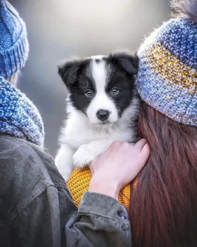 Border Collie Gentileza Peluda