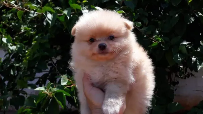 Spitz Alemão com pedigree