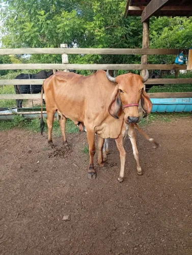 Vendo 3 animais de leite ótima produção 