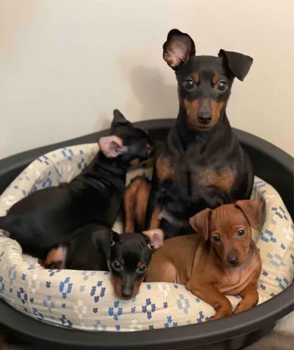 Filhotes De Pinscher - O Presente Perfeito Para Você E Sua Família Tem Quatro Patas 