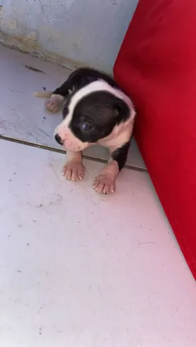 Pitbull 