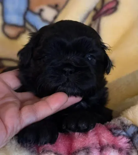 Lhasa Apso Sempre te escolhe
